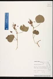 Image result for Rhynchosia mannii