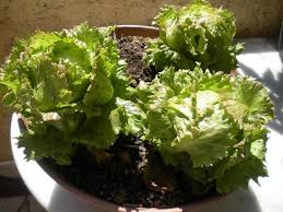 While the bitter temperature outside is hostile to every any of these three ways for growing lettuce indoors will give you a fresh supply in time for the holiday feasts. How To Grow Lettuce Indoors Gardens Nursery