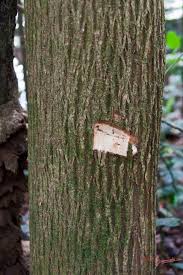 Image result for Petersianthus macrocarpus