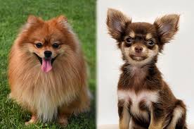 The outer coat should be full, soft and glossy with long, course guardhairs. Pomchi Pomeranian Chihuahua Mix Info Pictures Facts Traits Doggie Designer