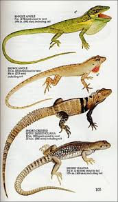 Reptiles Of North America A Guide To Field Identification