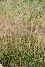 Details 'bronzeschleier' is a compact evergreen grass with narrow, stiff, dark green leaves and lax. Deschampsia Cespitosa Bronzeschleier Graminee Bronze Le Jardin D Eau