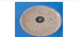 Image result for Indigofera homblei