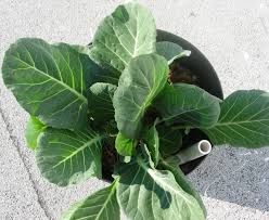 Select an option 1 cutting ($15.00) 2 cutting ($27.00) 5 cutting ($67.00) 10 cutting ($120.00) please select an option. Acephala Group Wikiwand