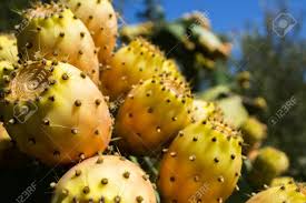 Thorns on citrus trees develop at the nodes, often sprouting on new grafts and fruiting wood. Fig Tree With Thorns And Sweet Fruit That Grows In Hot Countries Stock Photo Picture And Royalty Free Image Image 63250401