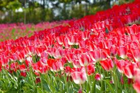 These japanese wonder flowers enjoy a special position to the elder section of the society. 10 Most Beautiful Flower Parks To Visit In Japan