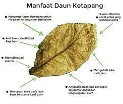 Daun ketapang kering untuk ikan cupang. Daun Ketapang Ikan Cupang Shopee Indonesia