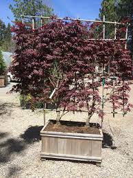 Japanese Bloodgood Maple Espaliered Backyard Plans Japanese Maple Bloodgood Maple