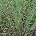 Image result for Loudetia simplex