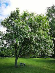 You may know daucus carota as the wild carrot, flowering carrot, or false queen anne's lace. 26 Great Flowering Trees For Wisconsin Yards Progardentips