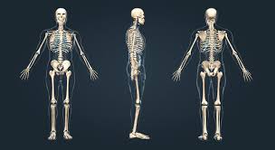 Available in most of files format including 3ds max, maya, cinema 4d, blender, obj, fbx. Human Skeleton 3d Scene Mozaik Digital Education And Learning