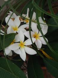 When attempting to identify a specific plumeria you should look at all the it smells like a plumeria! Classic Plumeria Scent Tropical Looking Plants Other Than Palms Palmtalk