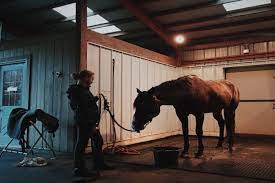 Horse Niche Affiliate Niche Builders