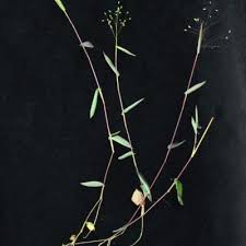 Image result for Panicum carneovaginatum