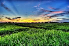 Home » best kartun » gambar kartun petani menanam padi keren. Wallpaper Pemandangan Sawah Padi Wallpaper Pemandangan Wallpaper Pemandangan Sawah Padihttp Pemandanganoce Blogspot Com 2017 10 Wallp Pemandangan Alam Gambar