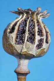 We did not find results for: Wildlife Opiummohn Papaver Somniferum Droge Drogen Kunstdruck Glasbild