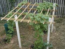Best if you don't delay trellising because they grow fast. How To Grow Bitter Gourd Cucumber Trellis Gourd Trellis Garden Vines