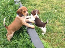 The bluetick coonhound is known for their short, glossy, and mottled coat. Beagle Puppies Tricolors And Ticks For Sale In Katy Texas Classified Americanlisted Com