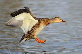 Stockente Stockente Ente