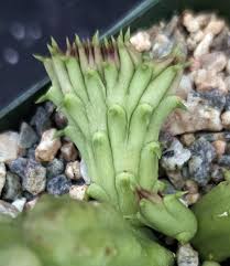 Image result for Huernia procumbens