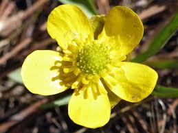 Image result for Ranunculus stagnalis