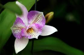 Outside of africa, this intriguing specimen plant is also found in india, indonesia, china and the due to the temperature environment, the pencil cactus is quite a common sight in sri lanka. Orchid Care 10 Easy Tips Repotme