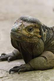 Pin De The Baglady Em Leapin Lizards Repteis E Anfibios Anfibios Repteis