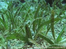Image result for Thalassia hemprichii