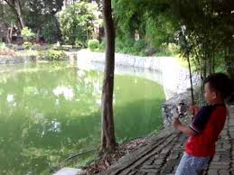 Ikan Pacu Zoo Negara Mohdmmad Ammar Youtube