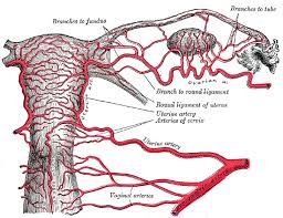 Laparoscopic anatomy of the female pelvic region. Female Pelvis Anatomy Anatomy Drawing Diagram