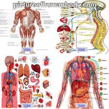 Multiple muscles in the back function specifically in movements of the back. Snapshotsllc Basic Back And Side Anatomy Spinal Cord Anatomy Structure Tracts And Function Kenhub In Order To Better Understand The Biomechanics Of The Spine It Is Important To Understand The