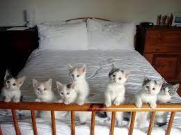 Itty Bitty Kitty Committee Crazy Cats Cute Cats Kittens Cutest