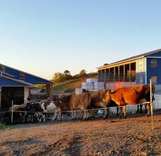 A Tale of Two Dairies