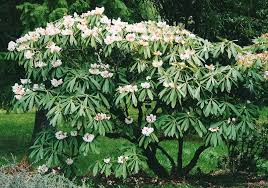 Rhododendron Calophytum Beauty Faced And Rhododendron Rex Ssp Fictolacteum King The Largest Leaved Rhodies For Sheltere Plant Images Rhododendron Plants