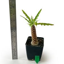 Image result for Dorstenia schliebenii