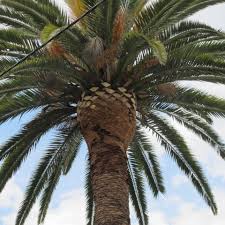 The ones that are 60 feet or taller typically cost between $200 and $1,200. Palm Tree Removal Cleaning Costs Sydney Tree Solutions