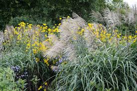 Image result for Miscanthus