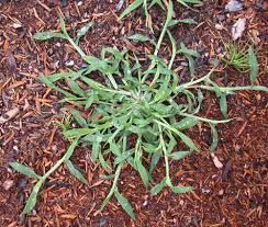 Image result for Digitaria eylesii