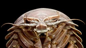 Massive Darth Vader Sea Bug Pulled From Waters Near Indonesia Live Science