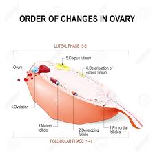 Order Of Changes In Ovary From Developing Follicle To Ovulation
