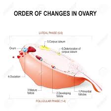 order of changes in ovary from developing follicle to ovulation