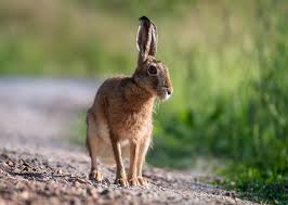 Această specie populează landșafturile deschise și semideschise din zona temperată a europei și a unor părți ale asiei. Iepurele De Camp Curiozitati Si Obiceiuri In Natura Fotografie Din Natura