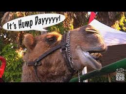 Share the best gifs now >>>. Hump Day Commercial Zoo