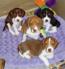 It takes a special genetic mix for a beagle puppy to inherit a black and white coat without any tan. Prices Colors Sizes Sunshine Beagle Puppies