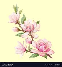 Watercolor Magnolia Floral Composition Vector Image On Flower Painting Illustration Watercolor