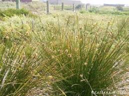 Image result for Ficinia