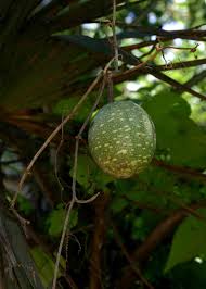 Image result for Lagenaria sphaerica