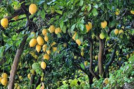 They also adapt easily to potted life, so can play the role of a houseplant. Hd Wallpaper Yellow Fruits On Trees Lemon Lemon Tree Citrus Fruits Green Wallpaper Flare