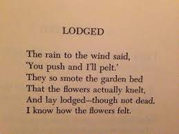 Lodged Poem By Robert Frost Robert Frost Poems Words Best Quotes