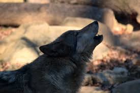Wolf information, anatomy, feeding, reproduction, habitat and wolf conservation. Learn About Nc S Red And Gray Wolves At Wnc Nature Center